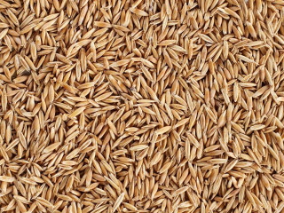 wintaroo oat seed